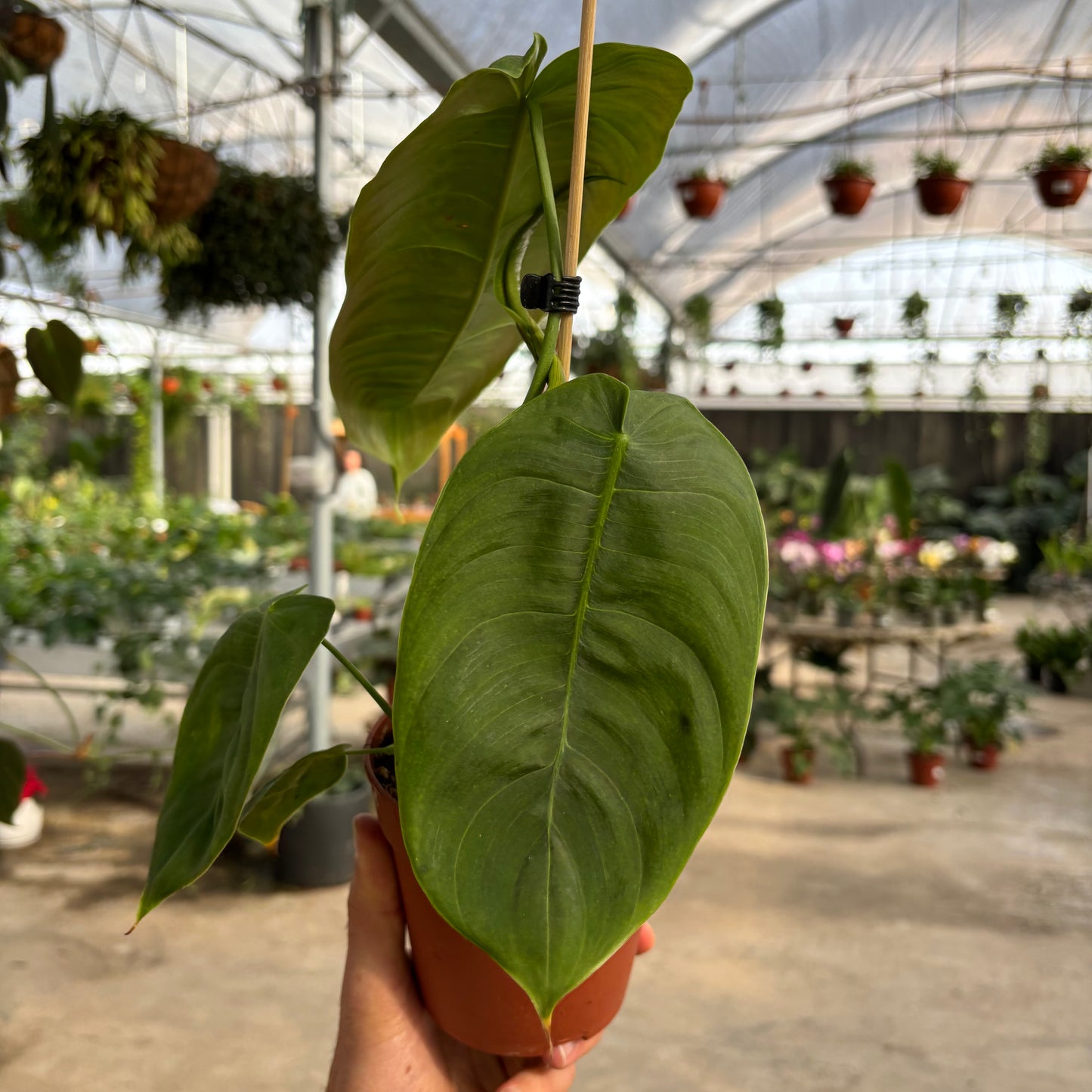 Philodendron Sharoniae פילודנדרון שרוניאיי