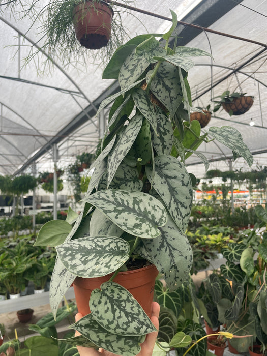 Scindapsus Silver Lady