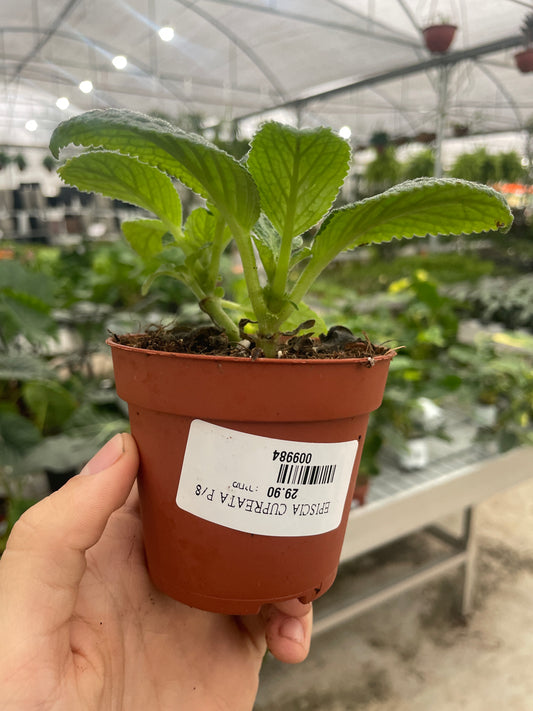 Episcia Cuprèata