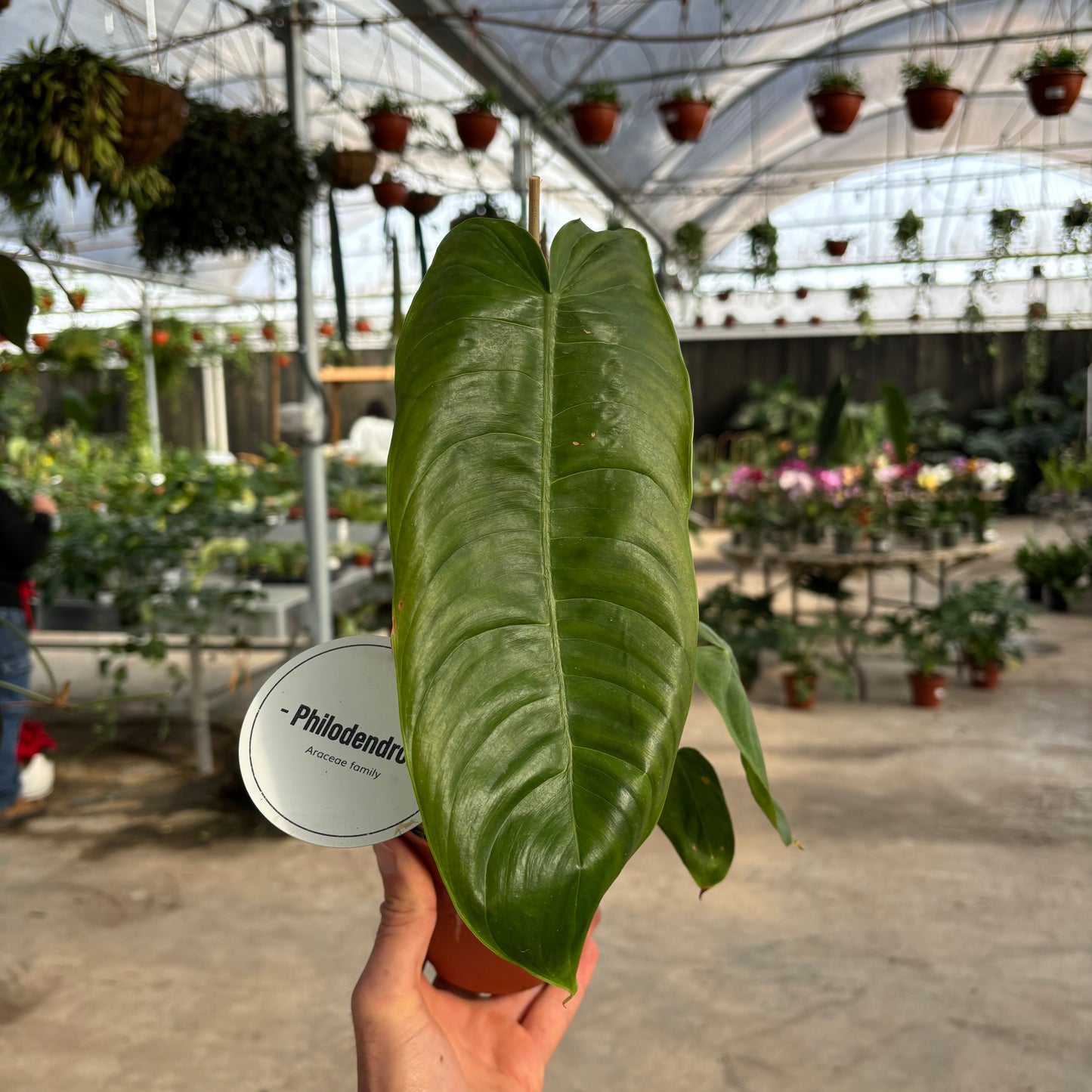 Philodendron Sharoniae פילודנדרון שרוניאיי