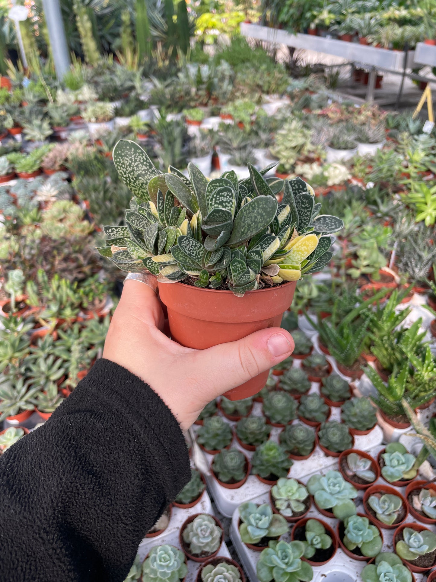 גסטריה וריאגטה gasteria variagata עציץ 8