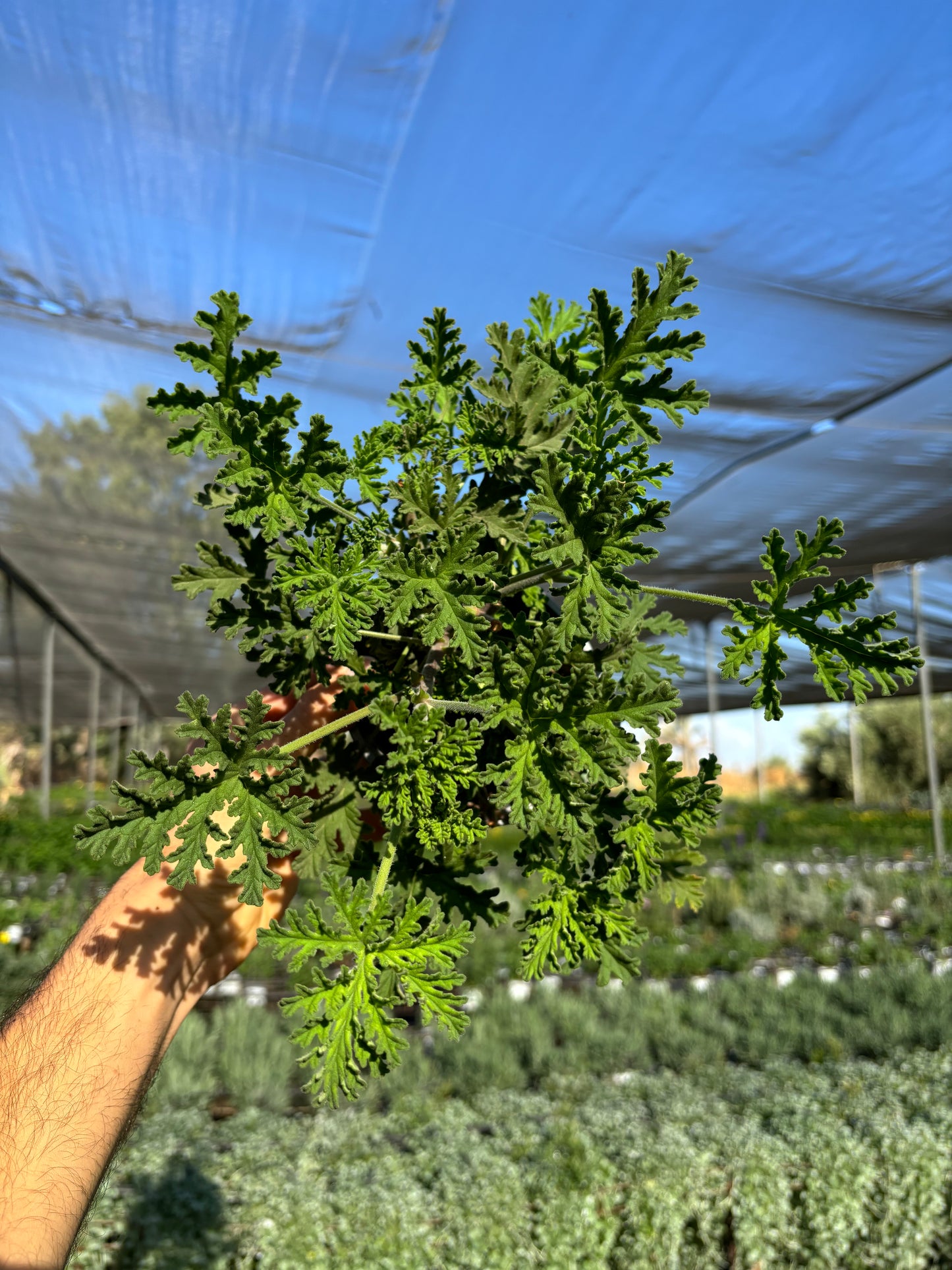 גרניום לימוני